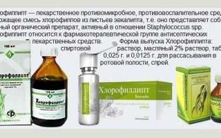 Полоскания горла хлорофиллиптом для лечения ангины