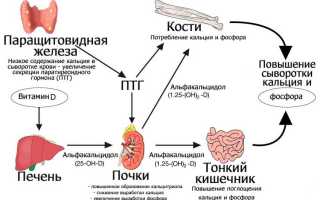 Паратиреоидный гормон у женщин