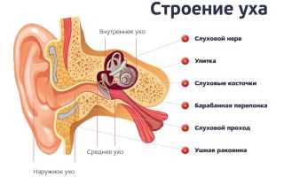 Особенности строения уха человека