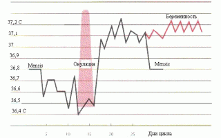 Измеряем БТ перед менструацией