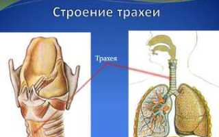 Что такое трахея: строение у человека, болезни