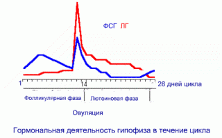 Что такое норма показателя ФСГ у женщин