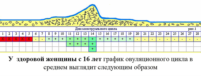 Календарный метод овуляции