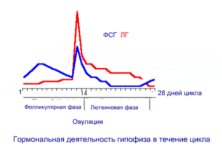 график нормы фсг