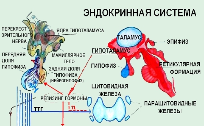 эндокринная система