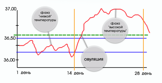 график нормы базальной температуры