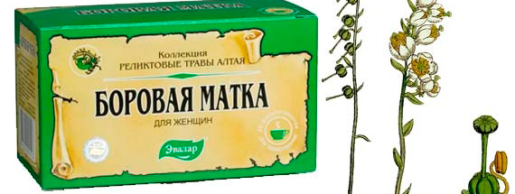 Боровая матка
