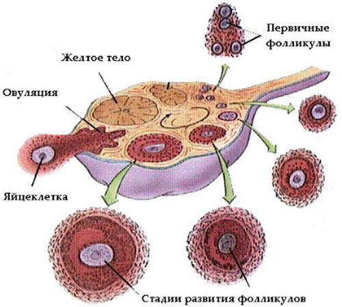 овуляция