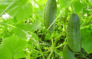 ogurechaya-botva.jpg