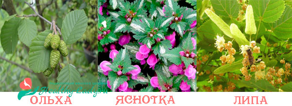 Фото яснотки, липы и ольхи