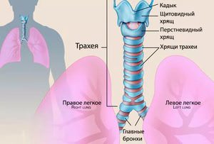 Заболевание трахеи