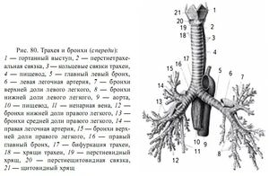 Строение трахеи