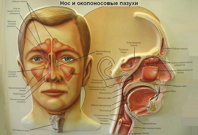 Строение носа человека