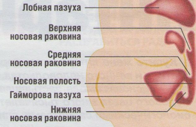 Строение носа человека