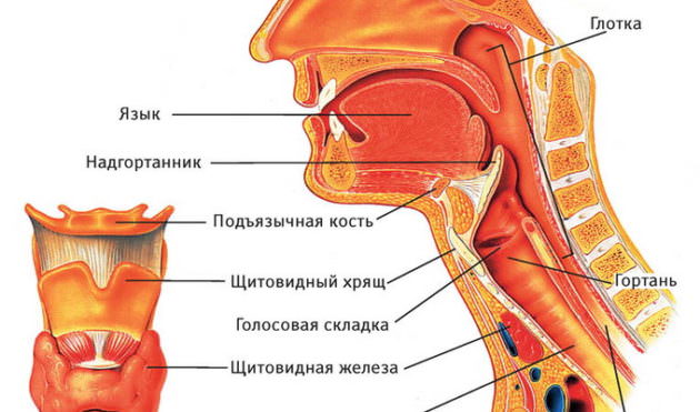 Строение горла человека