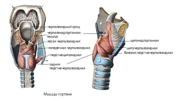 Строение гортани