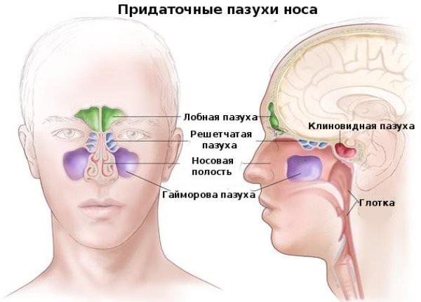пневматизация пазух носа