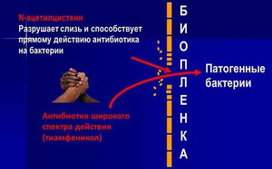 Тиамфеникола глицинат - особенности вещества