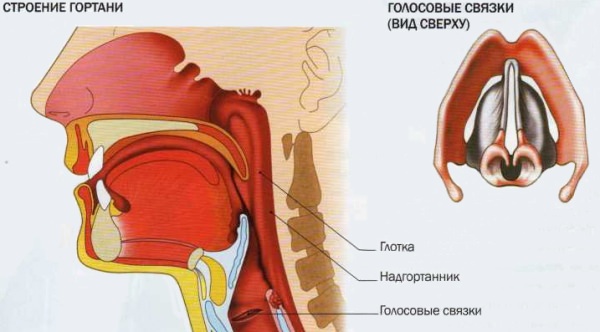 связки в горле