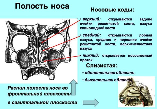анатомия носа