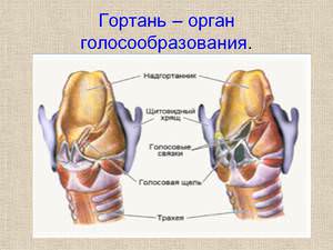 Гортань – орган голосообразования