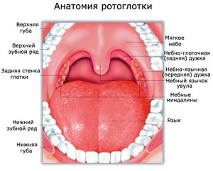 Анатомия глотки